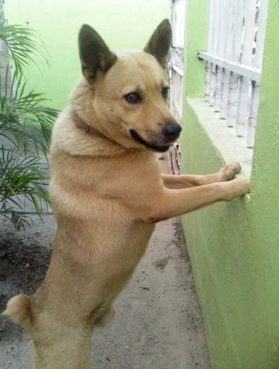 Es Chow Chow con Husky Siberiano. Vigilando que los extraños no se acerquen a la casa! xD